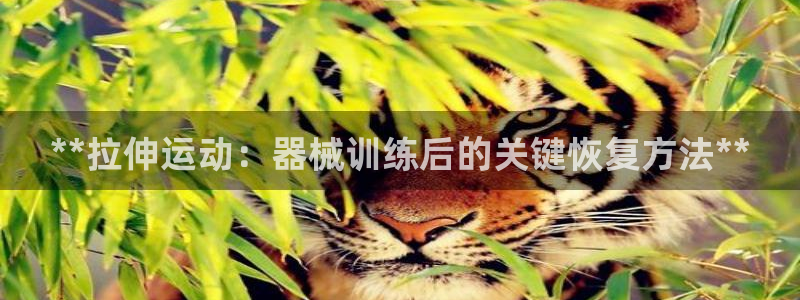 d88尊龙平台开户：**拉伸运动：器械训练后的关键恢