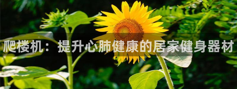 尊龙官方网站首页：爬楼机：提升心肺健康的居家健身器材