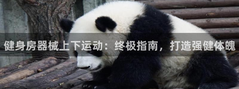 凯时国际娱乐官方网址：健身房器械上下运动：终极指南，
